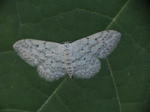 Réf. 275 730 : Idaea seriata